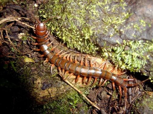 Réf. 220 813 : Scolopendra sp.